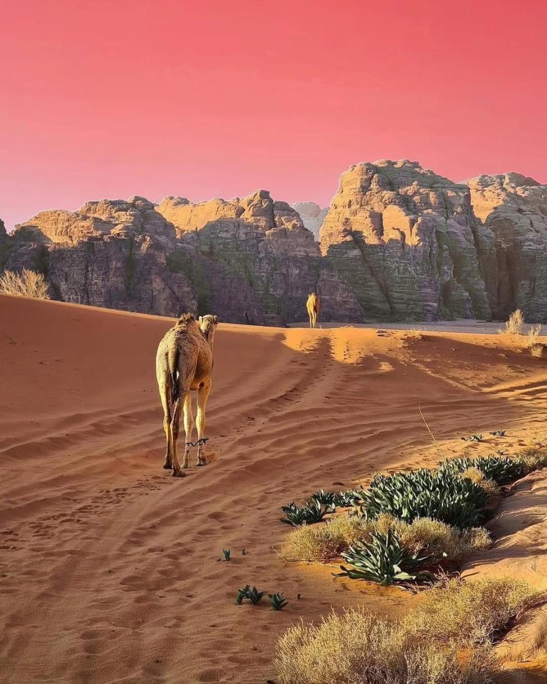 WadiRum Star Planet albasli Wadi Rum Exteriör bild